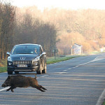 cinghiale-su-strada-incidenti ungulati